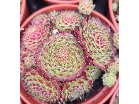 Sempervivum calcareum &lsquo;Bicolor&rsquo; 