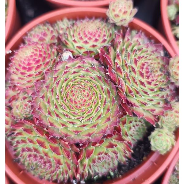 Sempervivum calcareum &lsquo;Bicolor&rsquo; 