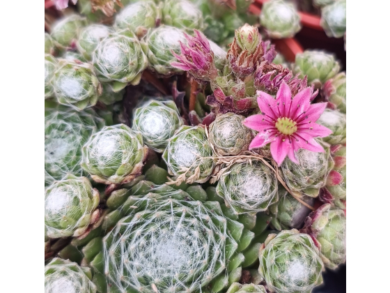 Sempervivum 'Arachnoideum'