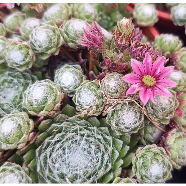 Sempervivum 'Arachnoideum'