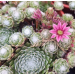 Sempervivum 'Arachnoideum'