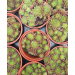 Sempervivum &lsquo;Rubin&rsquo; 