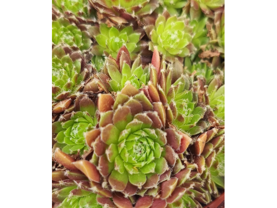 Sempervivum &lsquo;Rubin&rsquo; 