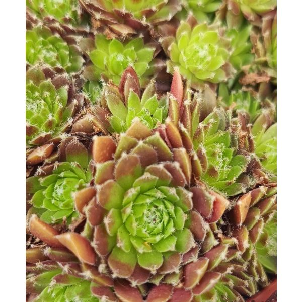 Sempervivum &lsquo;Rubin&rsquo; 