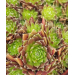 Sempervivum &lsquo;Rubin&rsquo; 