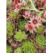 Sempervivum &lsquo;Rubin&rsquo; 