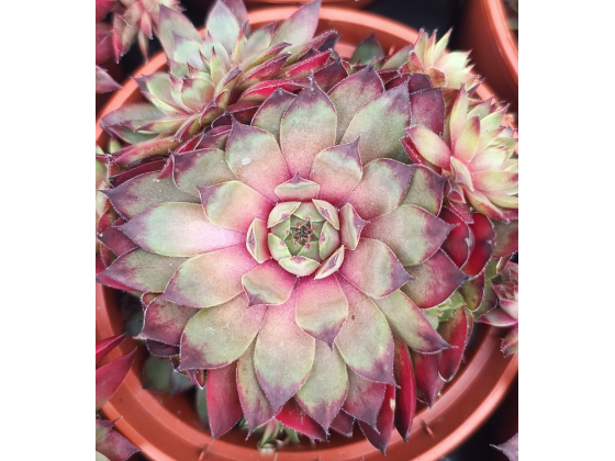 Sempervivum &lsquo;Cay&rsquo;