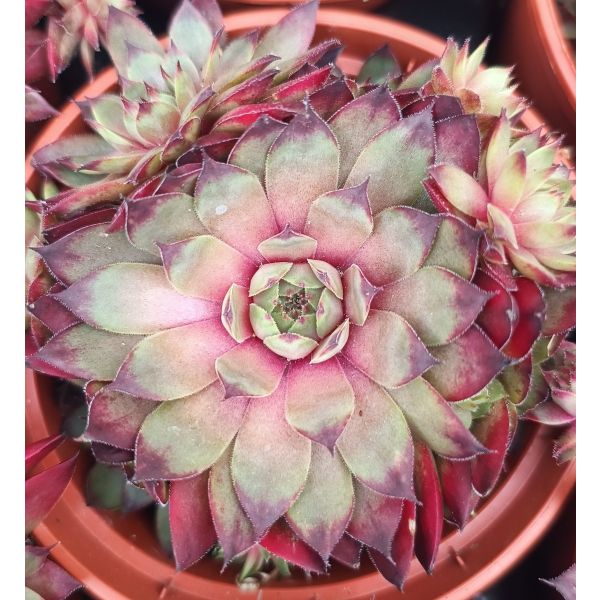 Sempervivum &lsquo;Cay&rsquo;