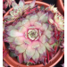Sempervivum &lsquo;Cay&rsquo;