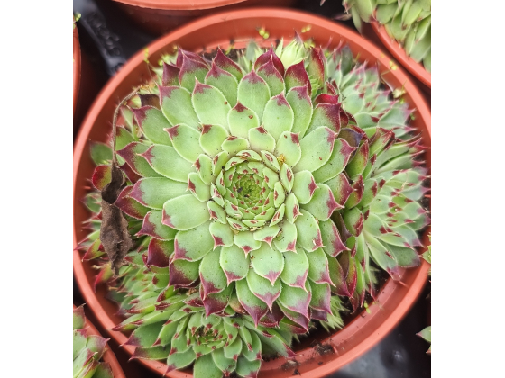 Sempervivum 'Tectorum' 