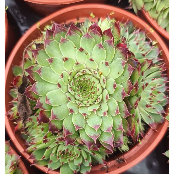 Sempervivum 'Tectorum' 
