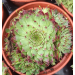 Sempervivum 'Tectorum' 