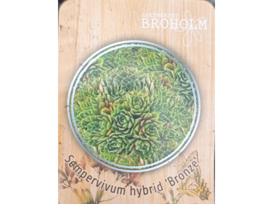 Sempervivum hybrid &lsquo;Bronze&rsquo;