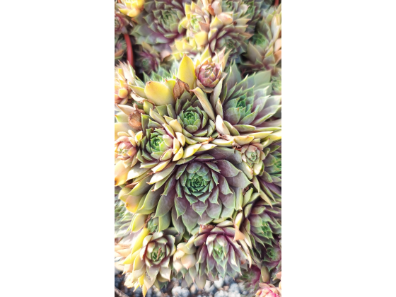 Sempervivum hybrid &lsquo;Bronze&rsquo;