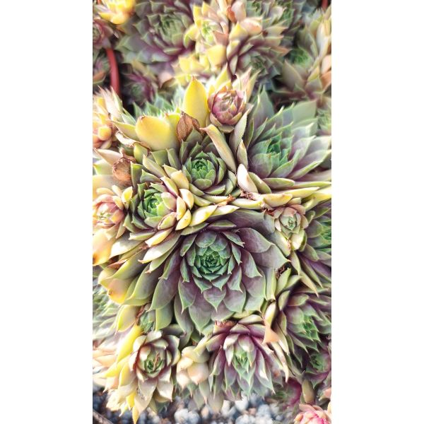 Sempervivum hybrid &lsquo;Bronze&rsquo;