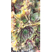 Sempervivum hybrid &lsquo;Bronze&rsquo;