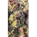 Sempervivum hybrid &lsquo;Bronze&rsquo;