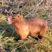 Flodsvin / Capybara - dyrefigur i tre