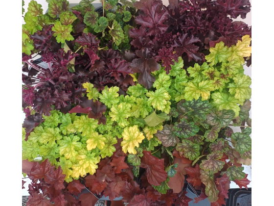 1 stk Heuchera Tilbudsbrett 