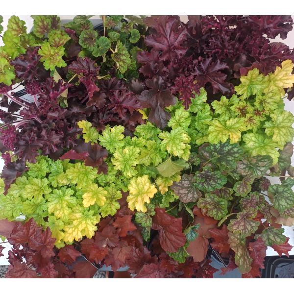 1 stk Heuchera Tilbudsbrett 