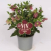 Helleborus Victoria