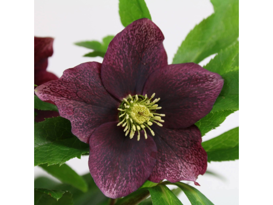 Helleborus Victoria