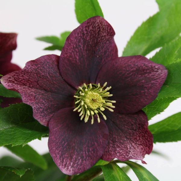 Helleborus Victoria