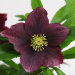 Helleborus Victoria