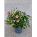 Helleborus Celestina