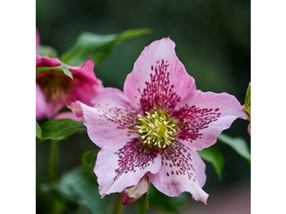 Helleborus Celestina