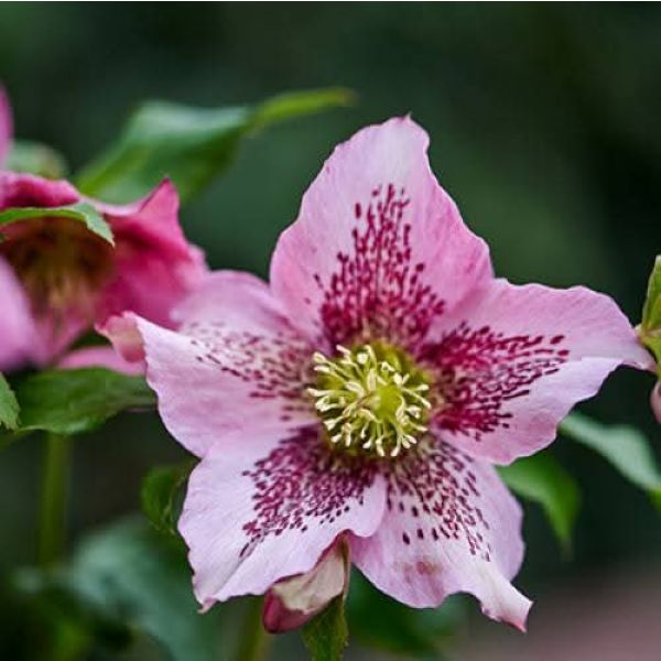 Helleborus Celestina