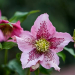 Helleborus Celestina