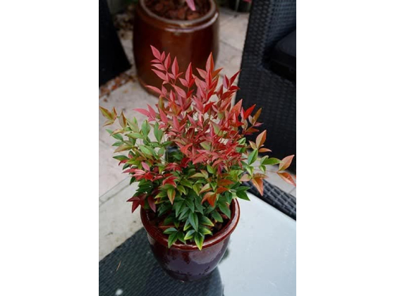 Nandina domestica "HIMMELSK BAMBUS".