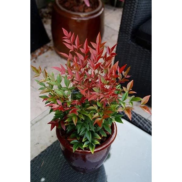Nandina domestica "HIMMELSK BAMBUS".