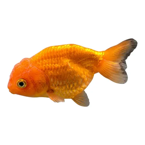 Ranchu 7-9cm