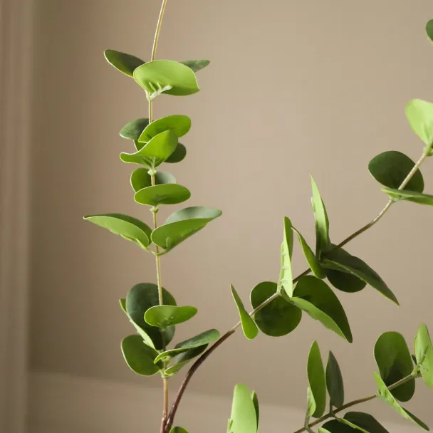 Grønn Eukalyptus - 3 blader - Image 2