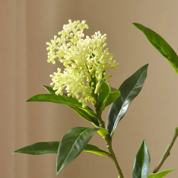 Lysegrønn Skimmia-gren med bær - Image 2