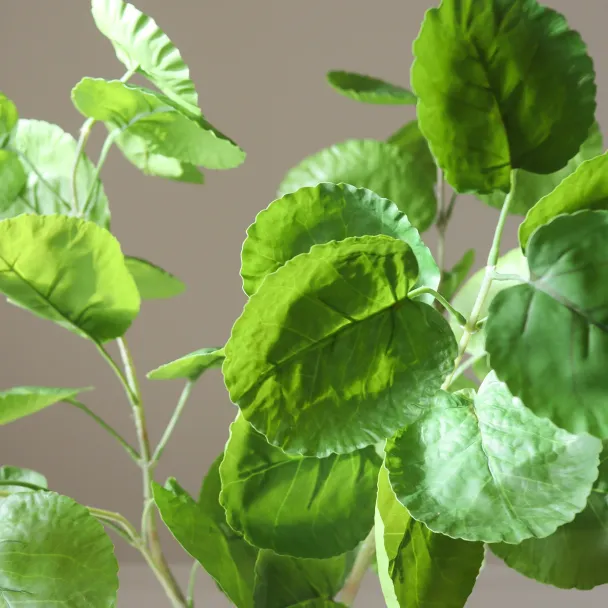 Grønne plomme Aralia blader - Image 2