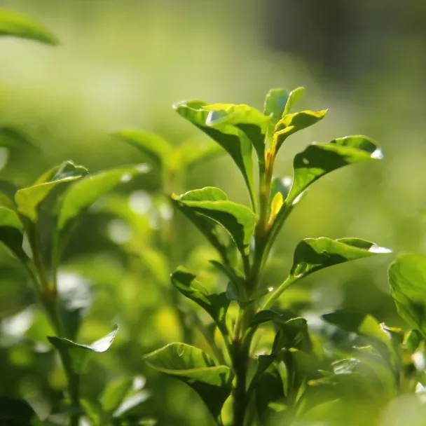 Body Lotion - Orange & Green Tea - Image 3