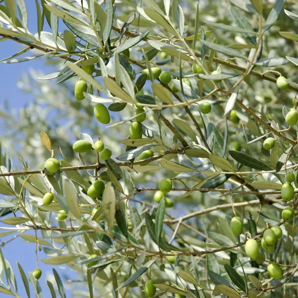 Body Lotion - Olive & Lavender - Image 2