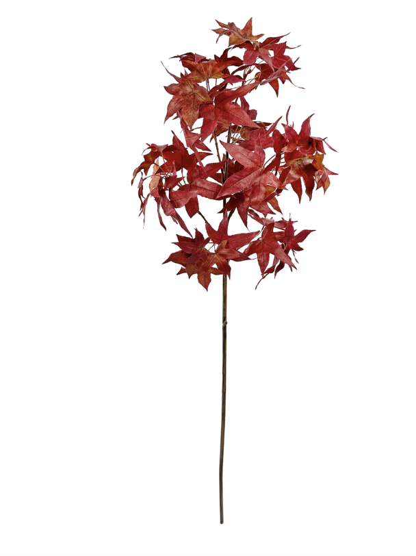 Japanese Maple - Red 96cm