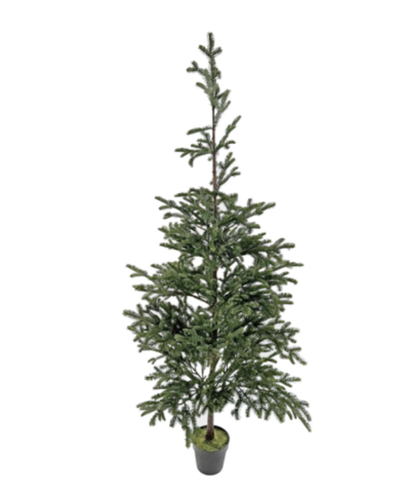 Fir Tree in Pot - 165cm