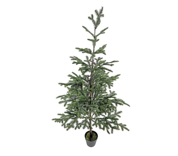 Fir Tree in Pot - 240cm