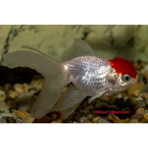  ORANDA RED CAP 11-13CM 