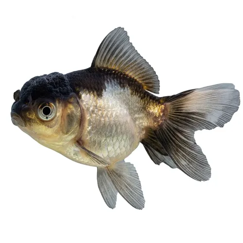 Blue Oranda 3-5cm