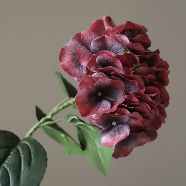 Burgunder Hortensia - Image 3