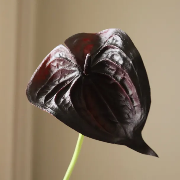 Sort Anthurium - Image 2